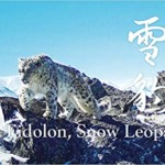 神の獣 雪豹