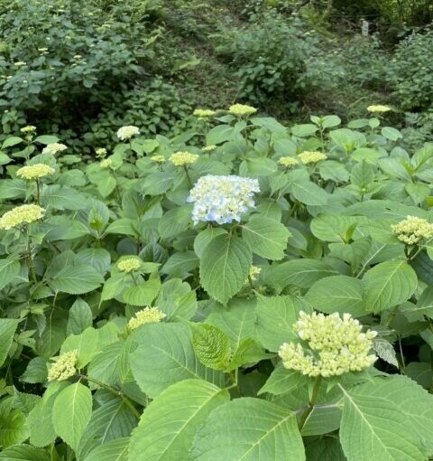野山北・六道山公園でのんびりしてきました。