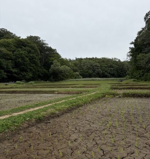 野山北・六道山公園近くで、田んぼを眺めながらお昼休憩