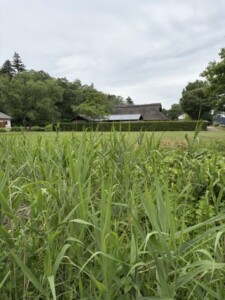 里山民家を望む静かな風景